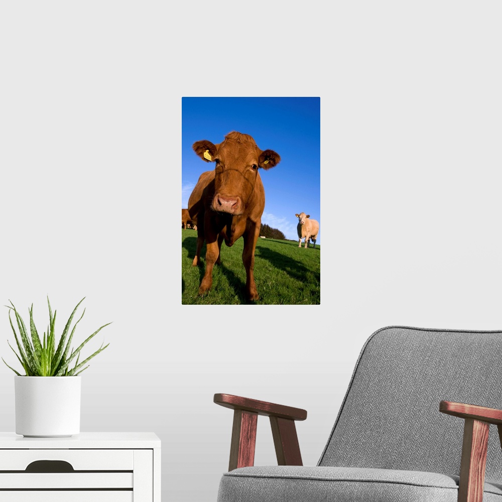 A modern room featuring Close-up of cattle, north Exmoor, Devon, England, UK