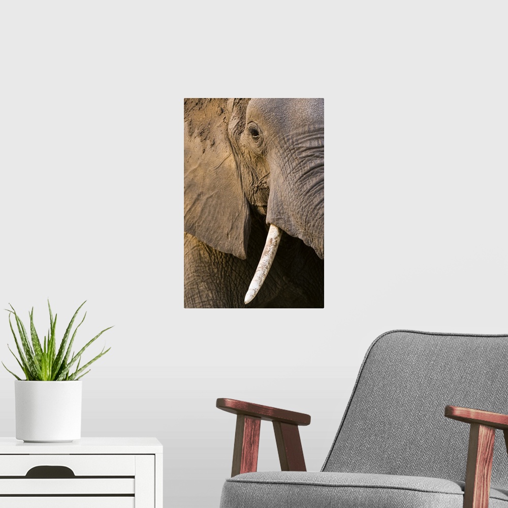 A modern room featuring Close-up portrait of an African elephant (Loxodonta africana), Khwai Concession, Okavango Delta, ...