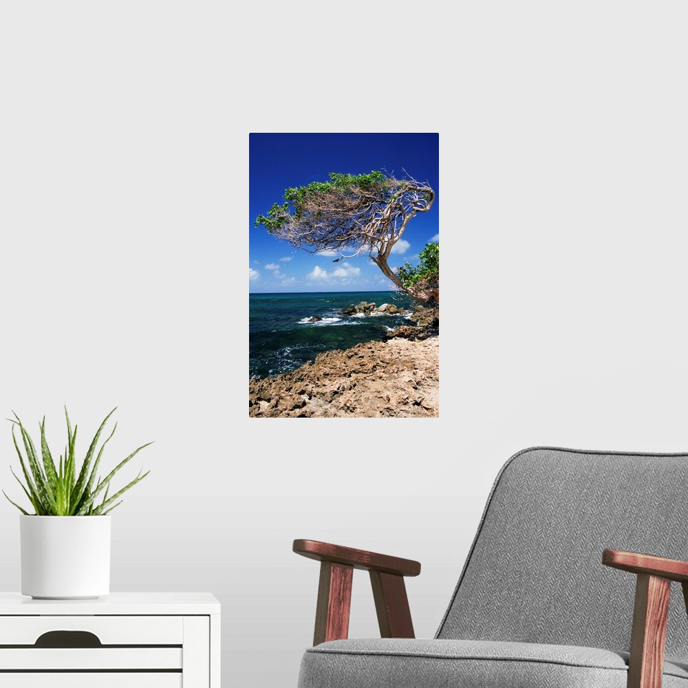A modern room featuring Divi divi tree, Cudarebe Point, Aruba, West Indies, Dutch Caribbean, Central America