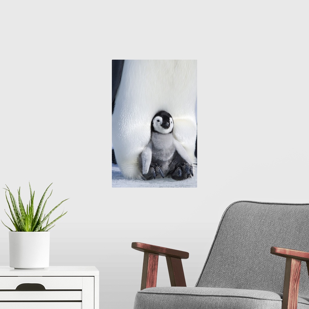 A modern room featuring Emperor penguin chick, Snow Hill Island, Weddell Sea, Antarctica, Polar Regions