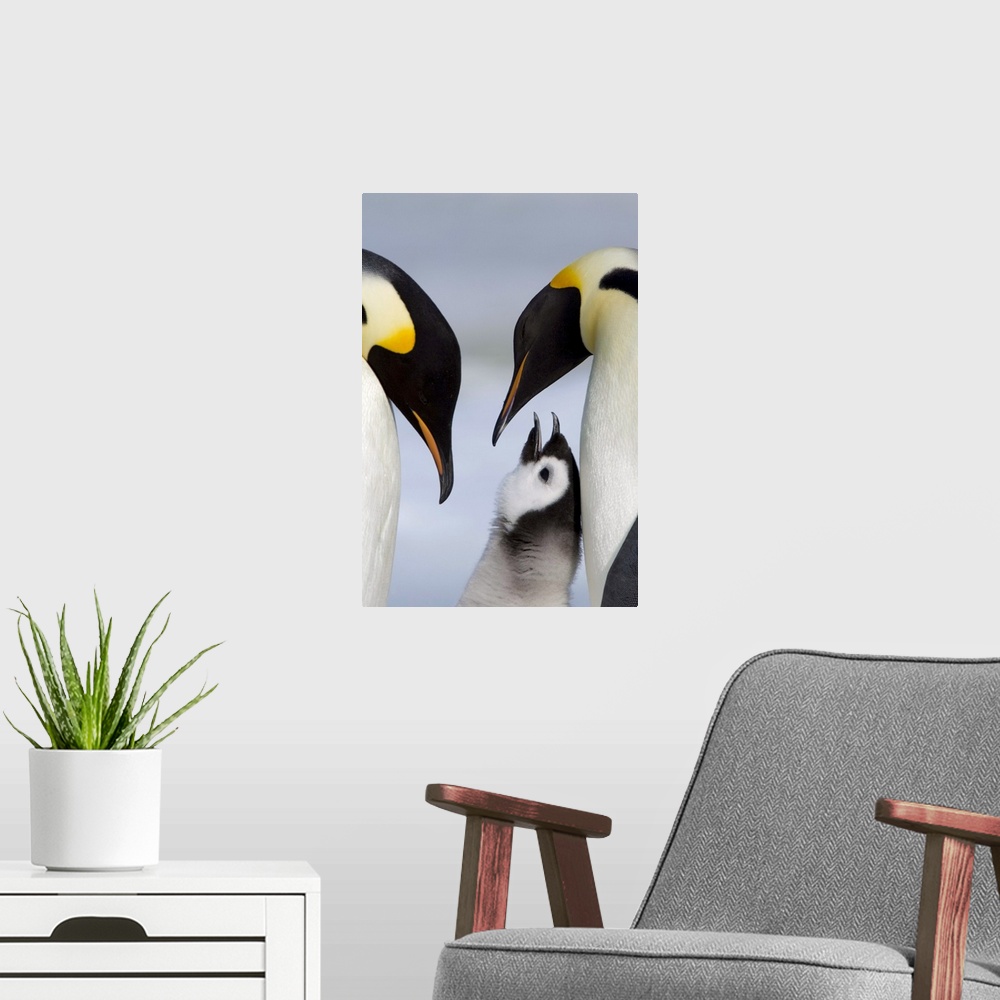 A modern room featuring Emperor penguins and chick, Snow Hill Island, Weddell Sea, Antarctica, Polar Regions