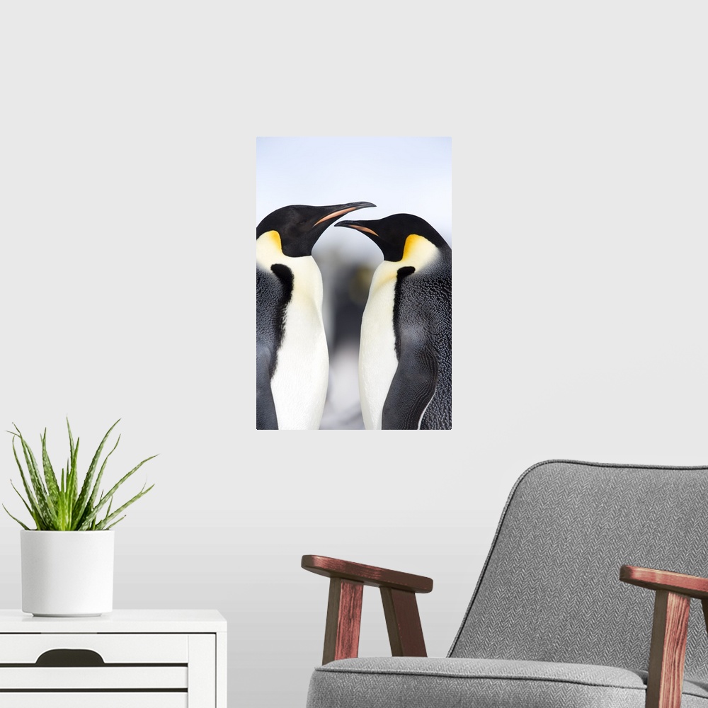 A modern room featuring Emperor penguins, Snow Hill Island, Weddell Sea, Antarctica, Polar Regions