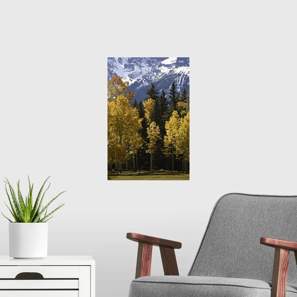 A modern room featuring Fall colors of aspens with evergreens, near Ouray, Colorado