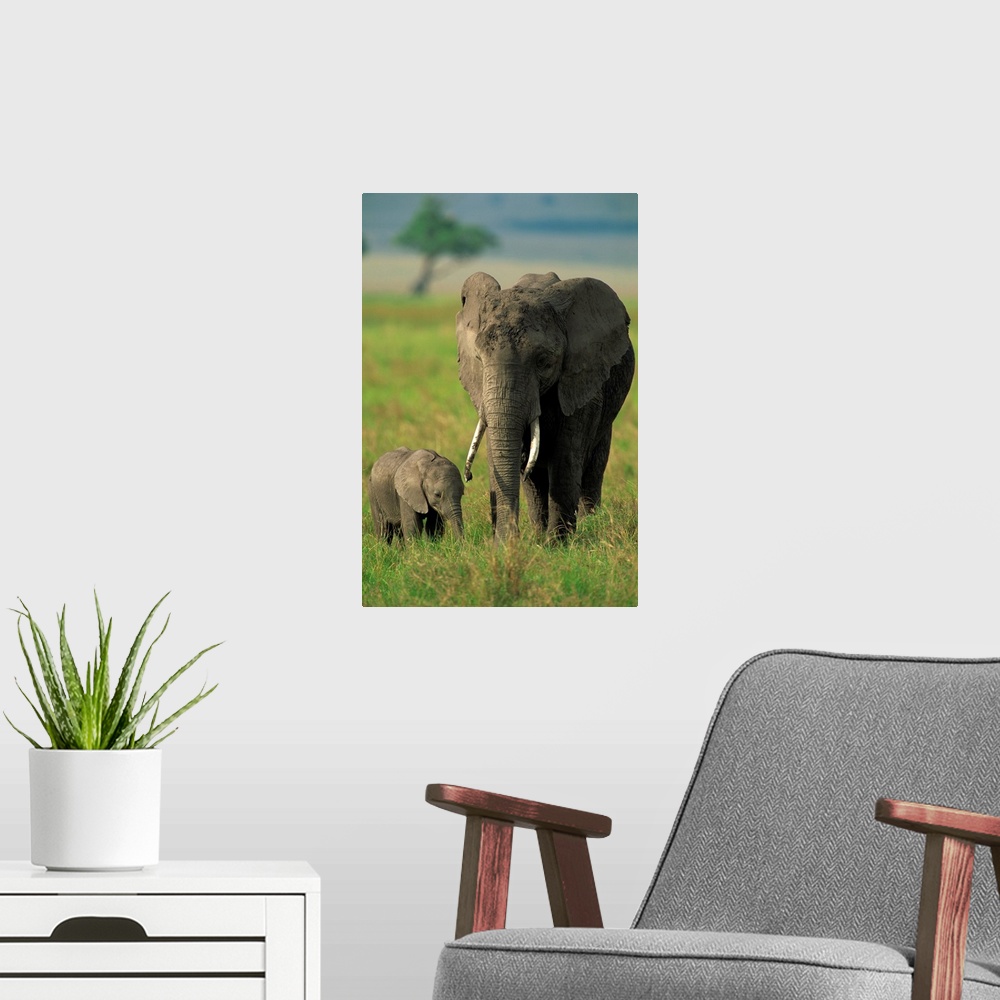 A modern room featuring Female and calf, African elephant, Masai Mara National Reserve, Kenya