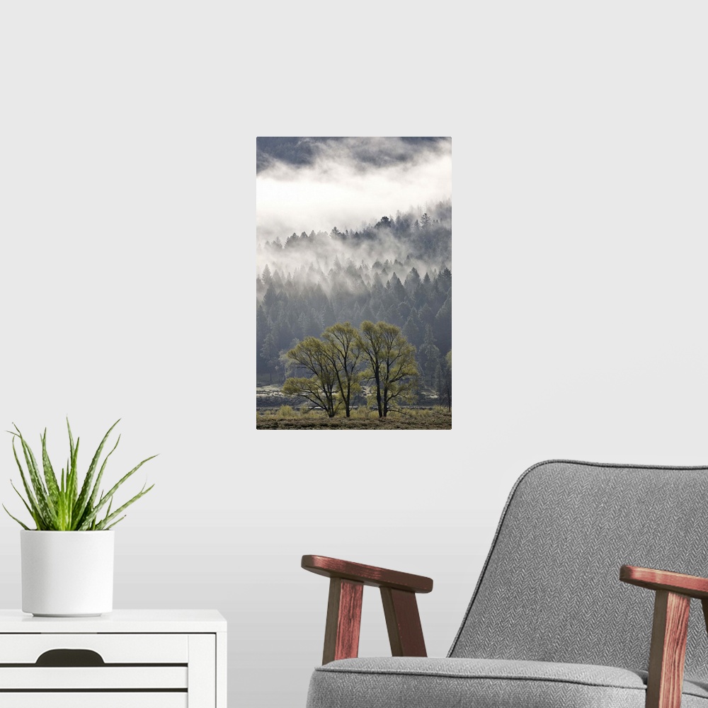 A modern room featuring Fog mingling with evergreen trees, Yellowstone National Park, Wyoming