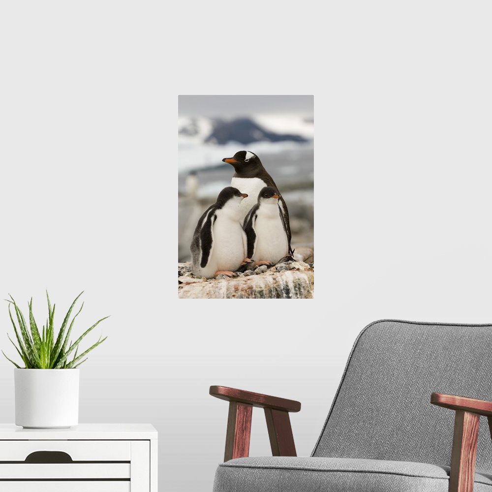 A modern room featuring Gentoo penguins, Petermann Island, Antarctic Peninsula, Antarctica