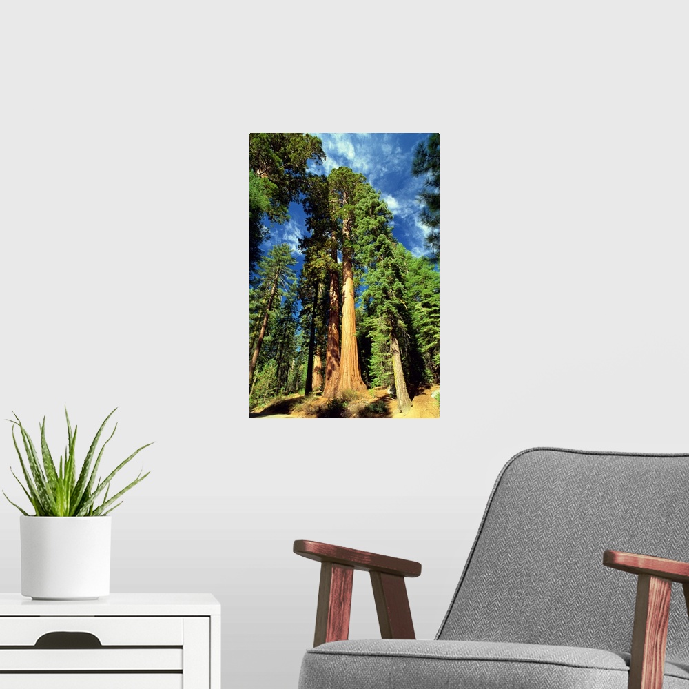 A modern room featuring Giant sequoia trees, Mariposa Grove, Yosemite National Park, California