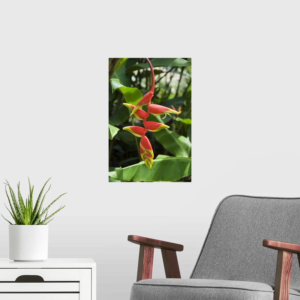 A modern room featuring Heliconia flower, Costa Rica, Central America