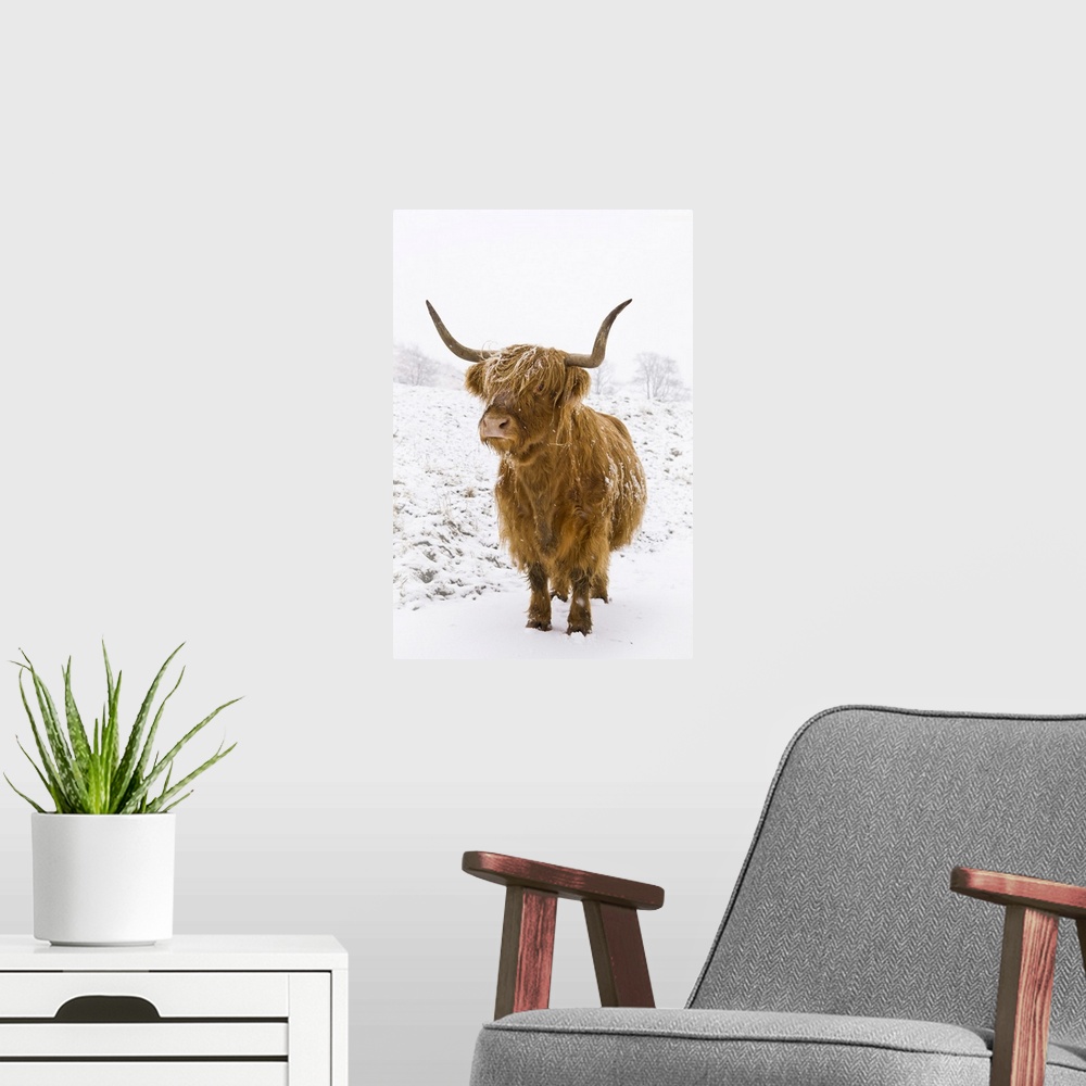 A modern room featuring Highland cow in winter snow, Yorkshire Dales, Yorkshire, England, United Kingdom, Europe