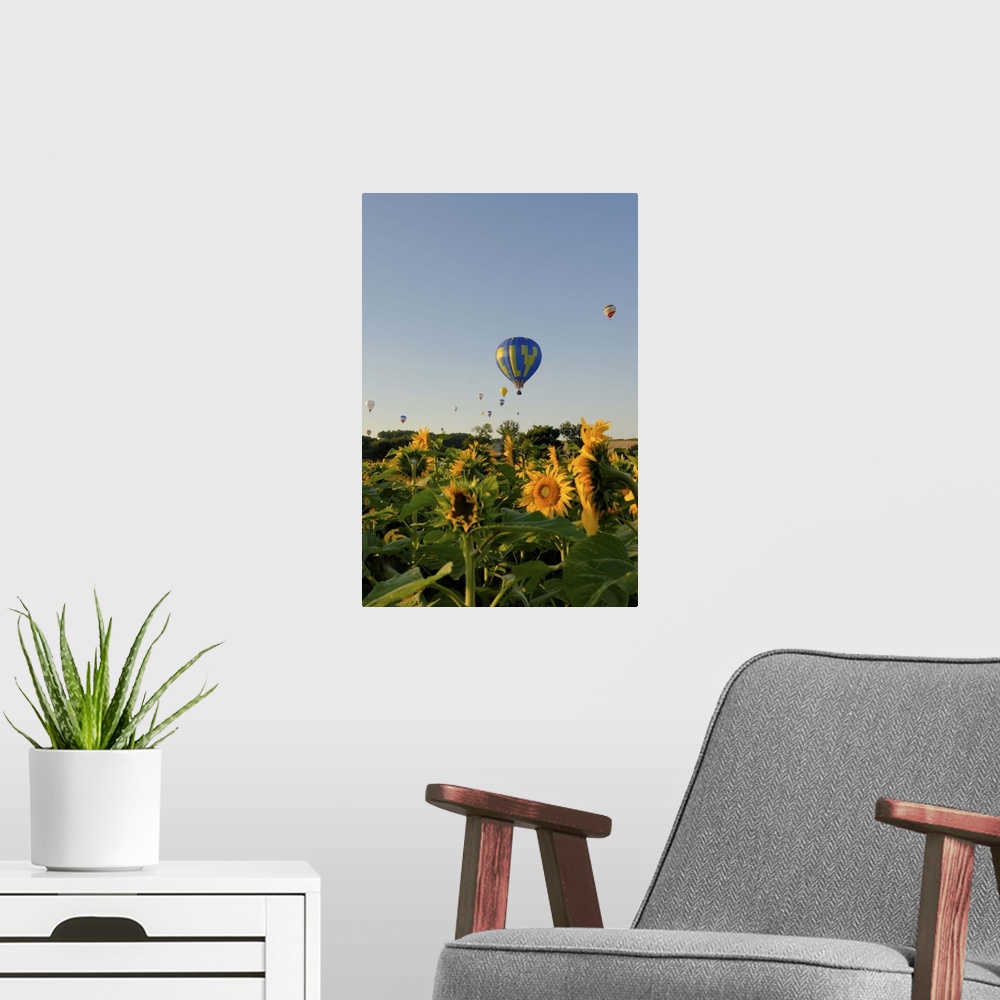 A modern room featuring Hot air ballooning over fields of sunflowers in the early morning, Charente, France