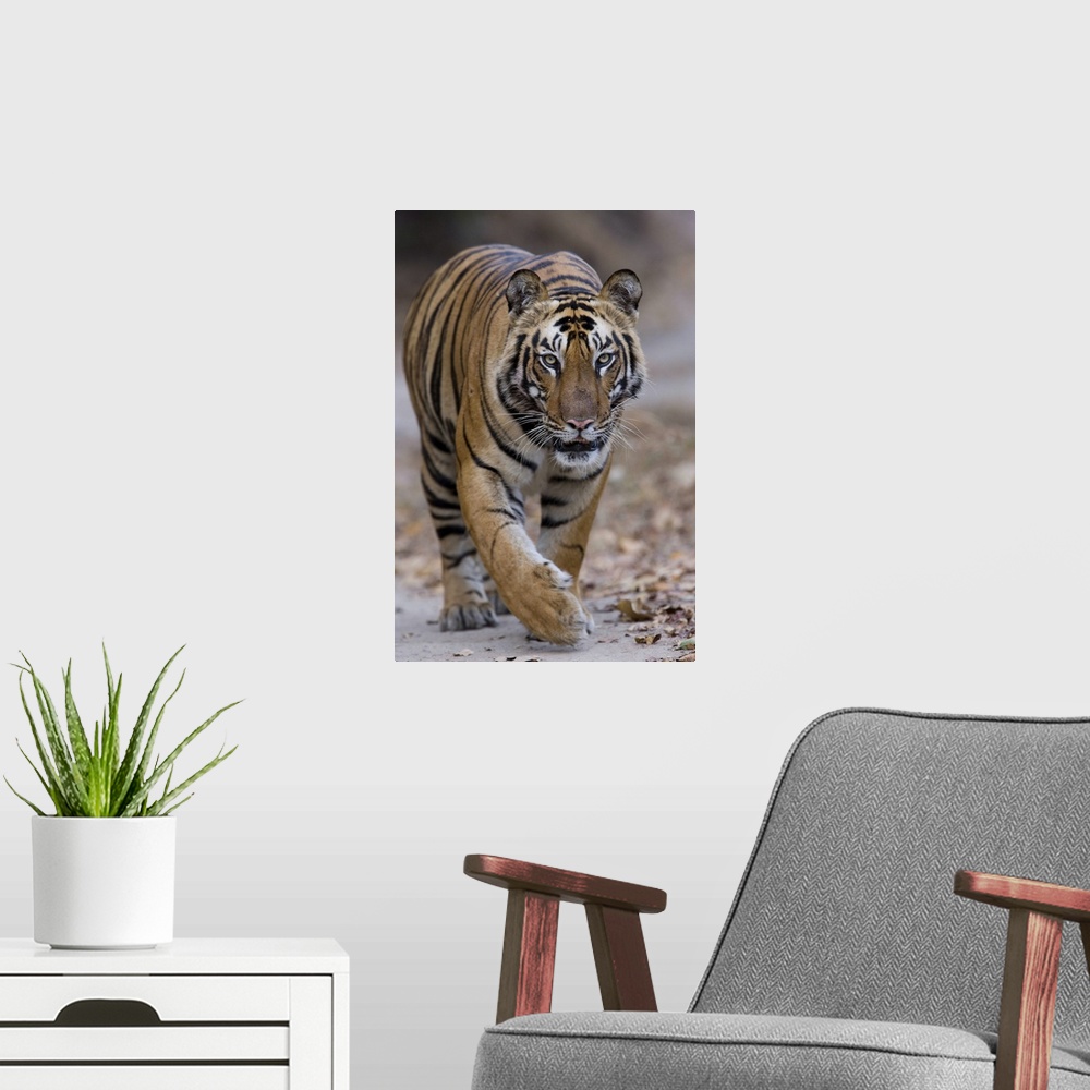 A modern room featuring Indian tiger, Bandhavgarh Tiger Reserve, Madhya Pradesh state, India