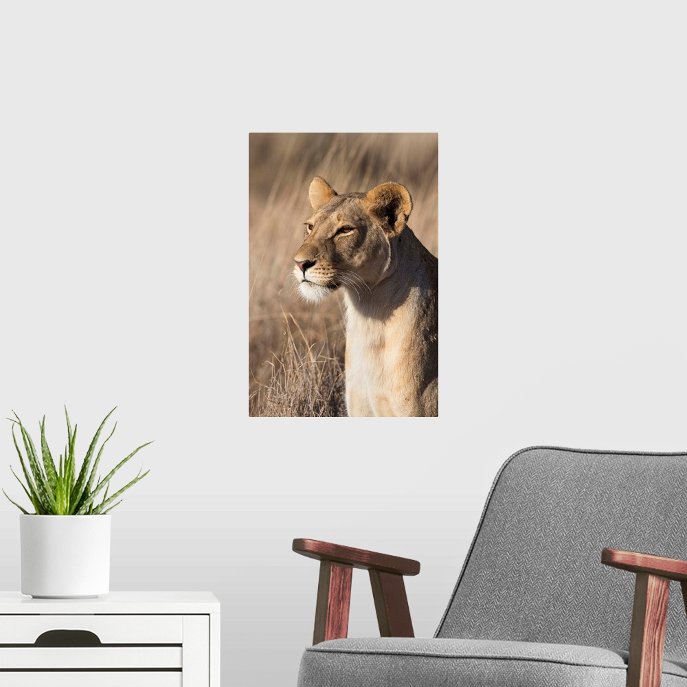 A modern room featuring Lioness, Lewa Wildlife Conservancy, Laikipia, Kenya, East Africa, Africa