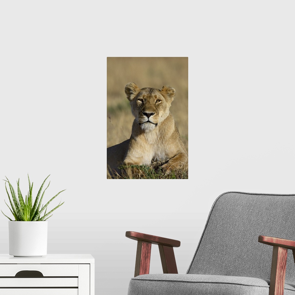 A modern room featuring Lioness, Masai Mara National Reserve, Kenya, Africa