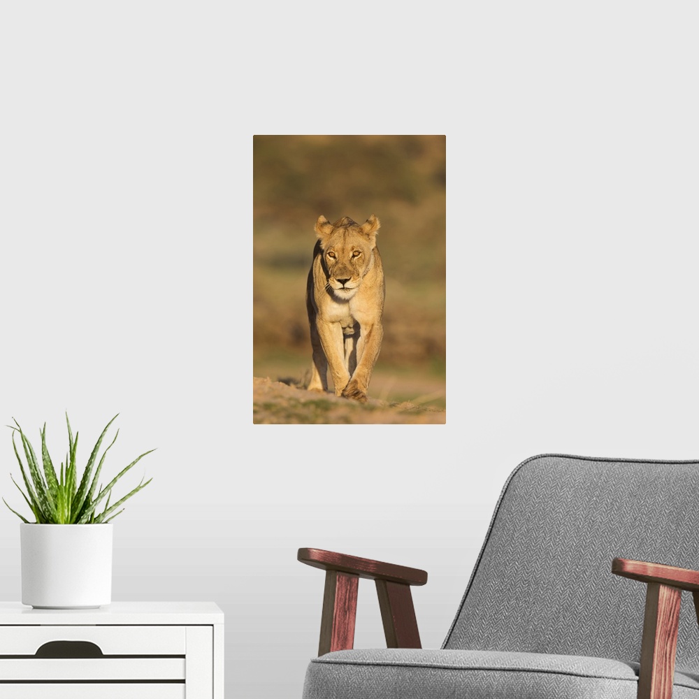 A modern room featuring Lioness (Panthera leo) in the Kalahari, Kgalagadi Transfrontier Park, Northern Cape, South Africa...