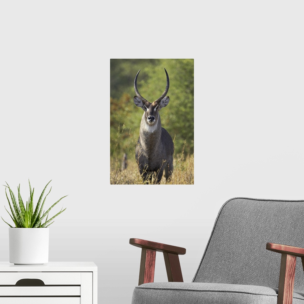 A modern room featuring Male common waterbuck, Greater Limpopo Transfrontier Park, Africa