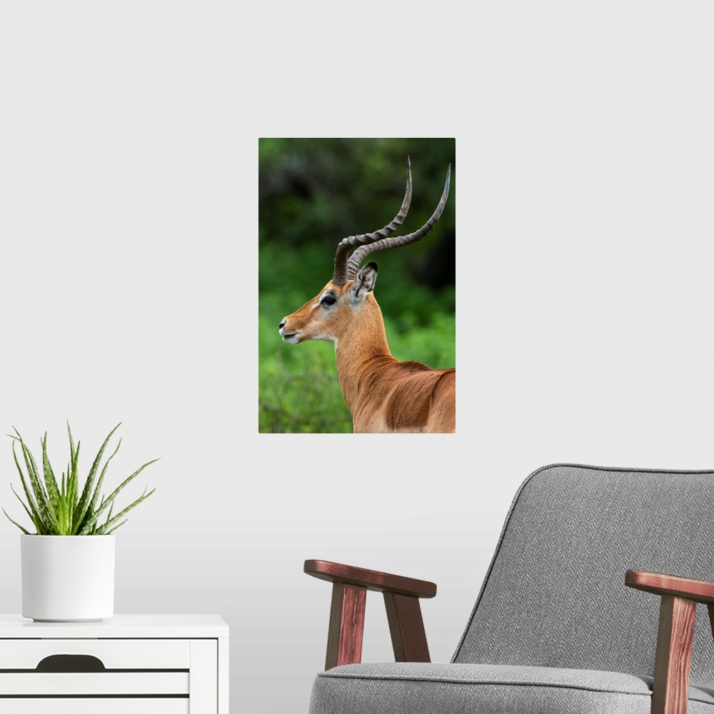 A modern room featuring Male impala (Aepyceros melampus), Ndutu, Ngorongoro Conservation Area, Serengeti, Tanzania, East ...