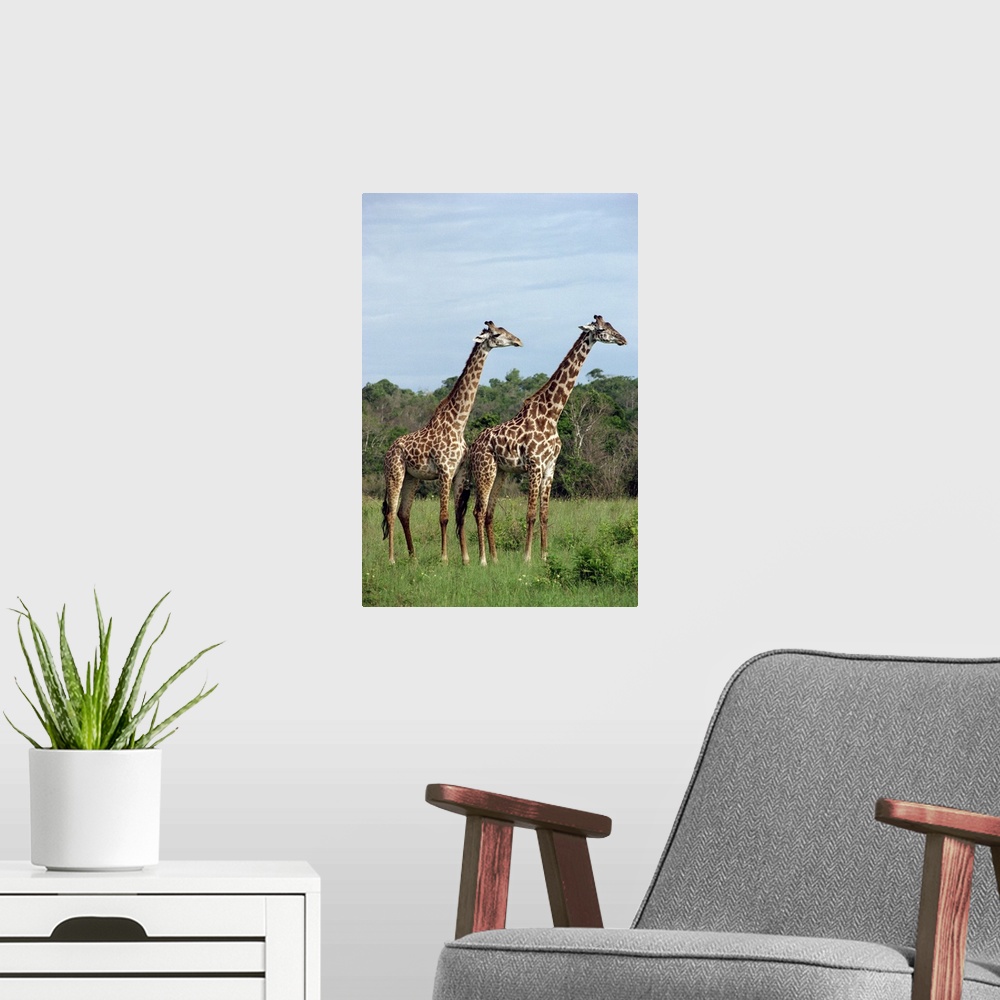 A modern room featuring Masai giraffes, Shimba, Kenya