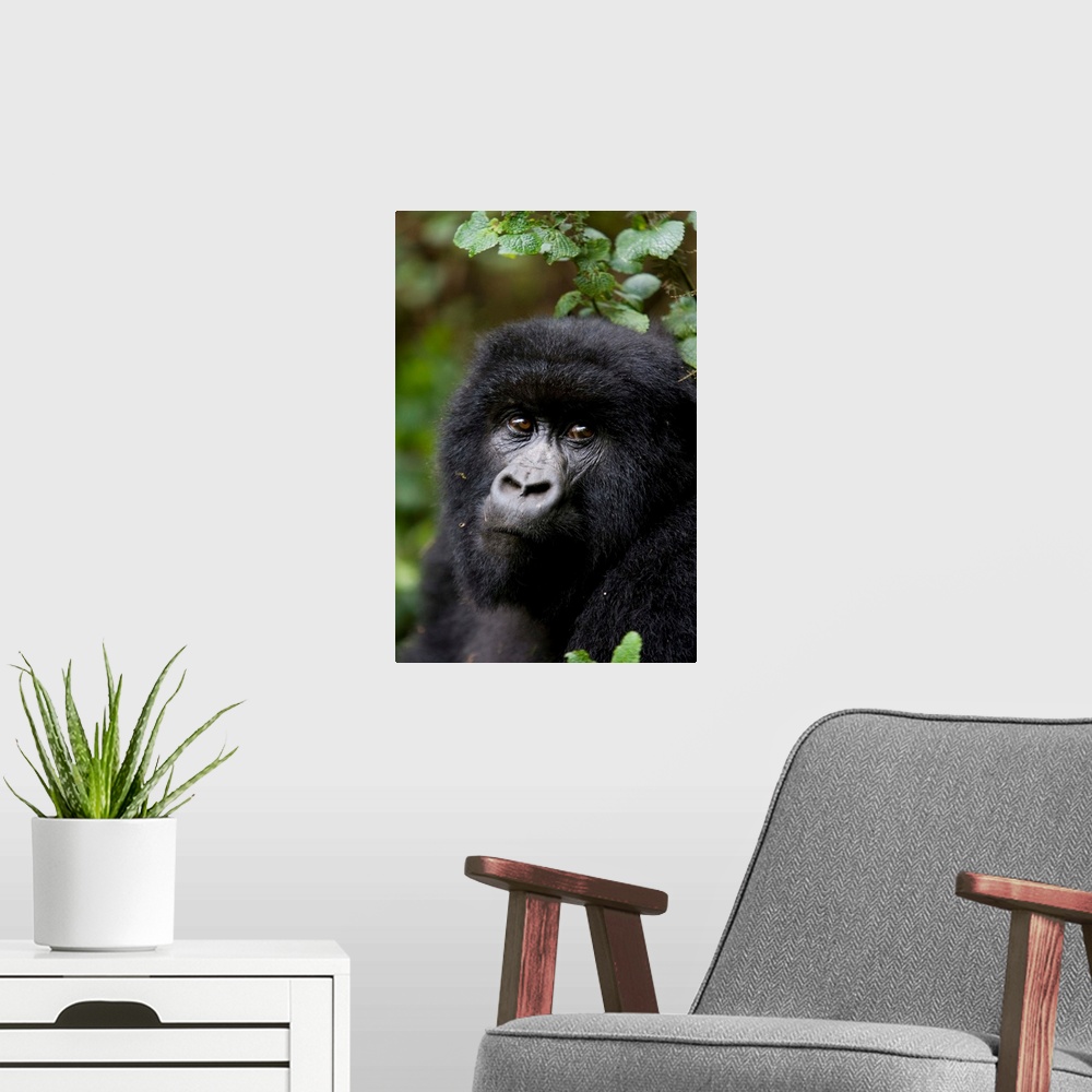 A modern room featuring Mountain gorilla, Rwanda (Congo border), Africa