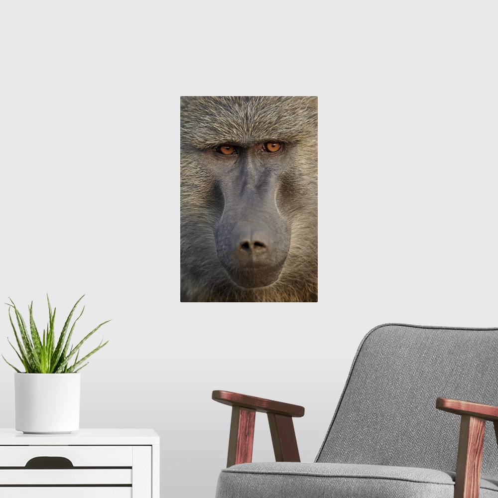 A modern room featuring Olive baboon, Serengeti National Park, Tanzania, East Africa