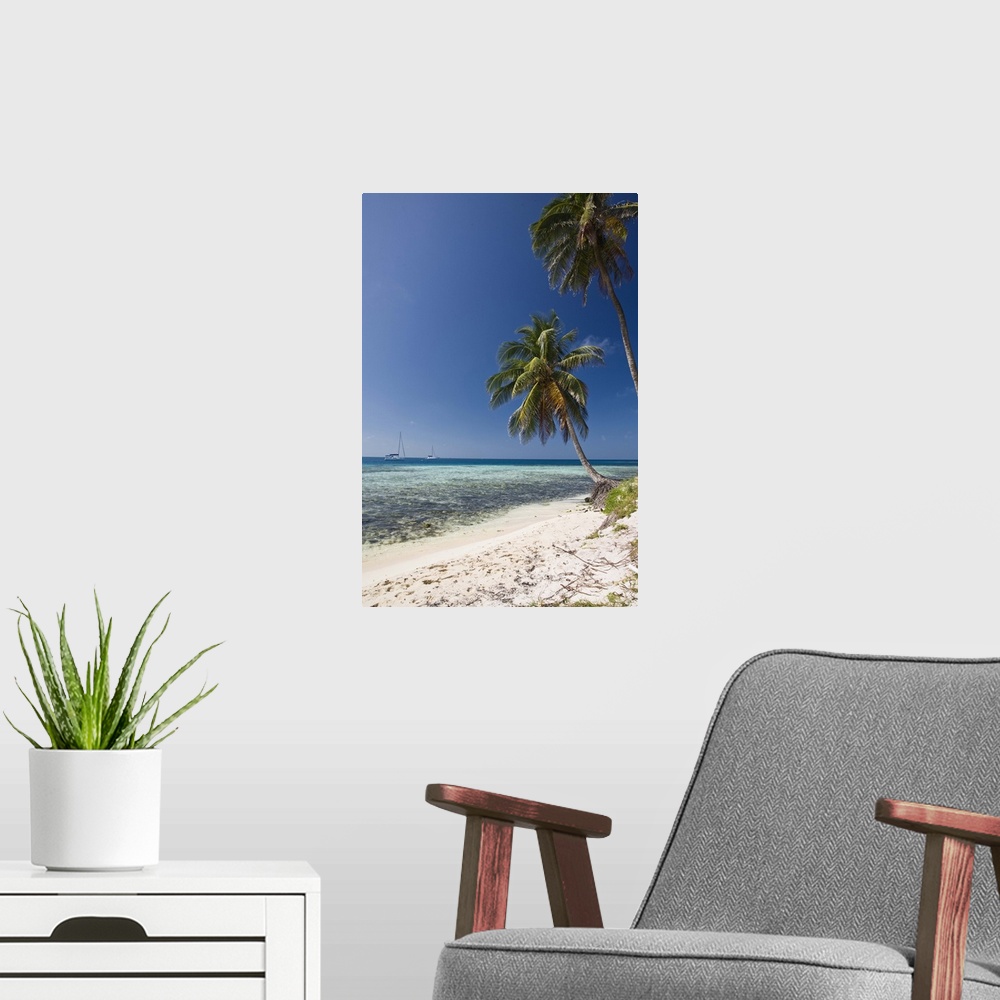 A modern room featuring Palm trees on beach, Silk Caye, Belize, Central America
