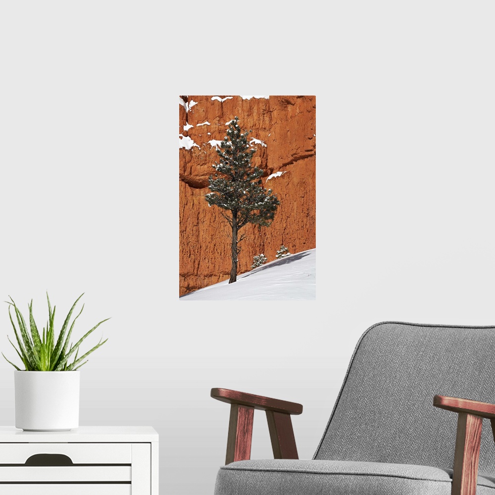 A modern room featuring Pine tree in front of red-rock face with snow on the ground, Dixie National Forest, Utah