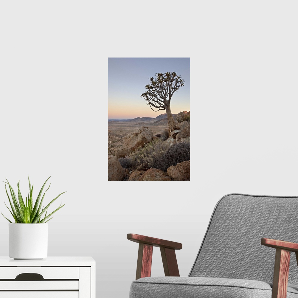 A modern room featuring Quiver tree at dawn, Namakwa, Namaqualand, South Africa