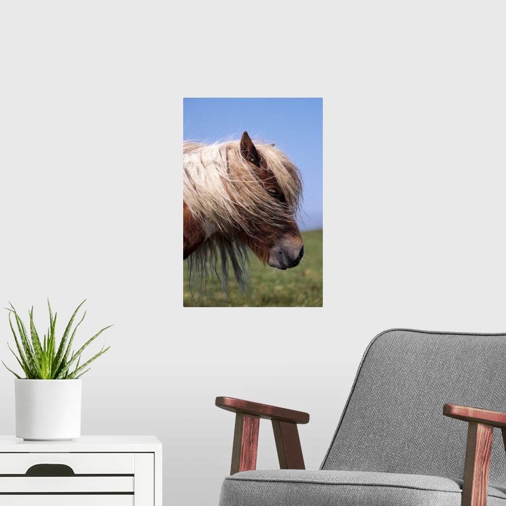 A modern room featuring Shetland pony, Shetland Islands, Scotland, United Kingdom, Europe