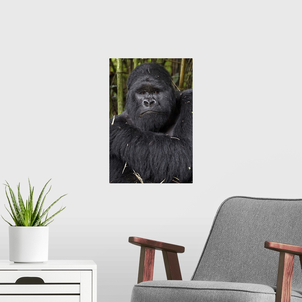 A modern room featuring Silverback mountain gorilla of the Kwitonda group, Volcanoes National Park, Rwanda