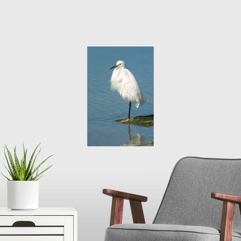 A modern room featuring Snowy egret, South Florida, United States of America, North America