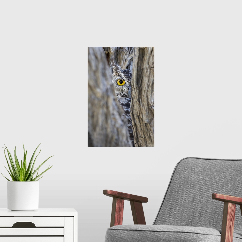 A modern room featuring Spotted eagle owl (Bubo africanus), Kgalagadi Transfrontier Park, Northern Cape, South Africa, Af...