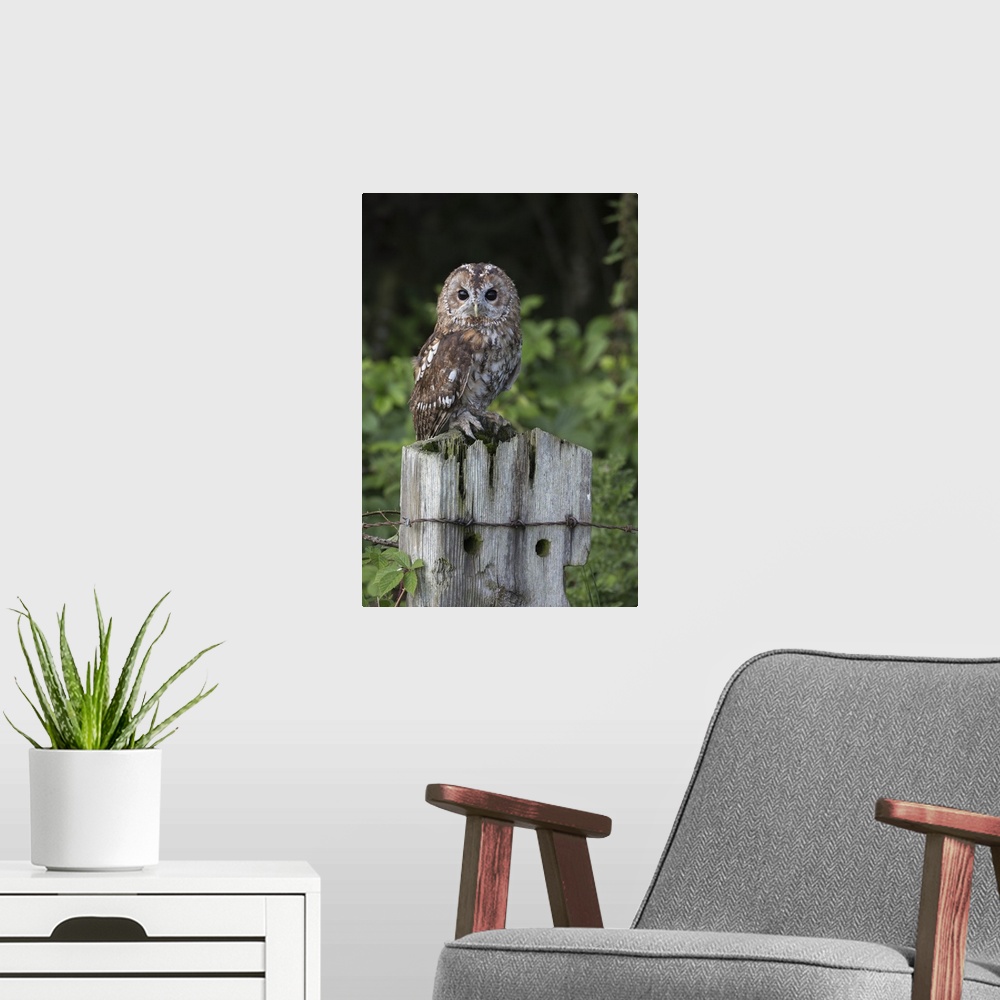 A modern room featuring Tawny owl (Strix aluco), captive, United Kingdom, Europe