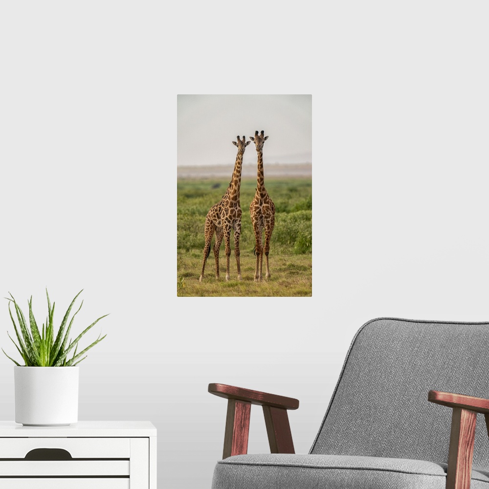 A modern room featuring Two Giraffes (Giraffa), Amboseli National Park, Kenya, East Africa, Africa