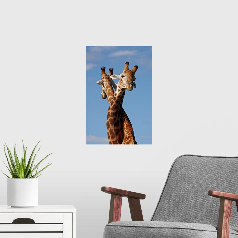 A modern room featuring Two male Cape giraffe fighting, Imfolozi Game Reserve, South Africa