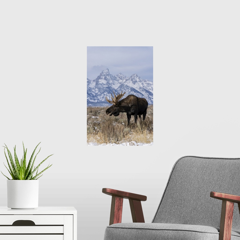 A modern room featuring Vertical of bull moose (Alces alces), in front Grand Teton peak, Grand Teton National Park, Wyomi...