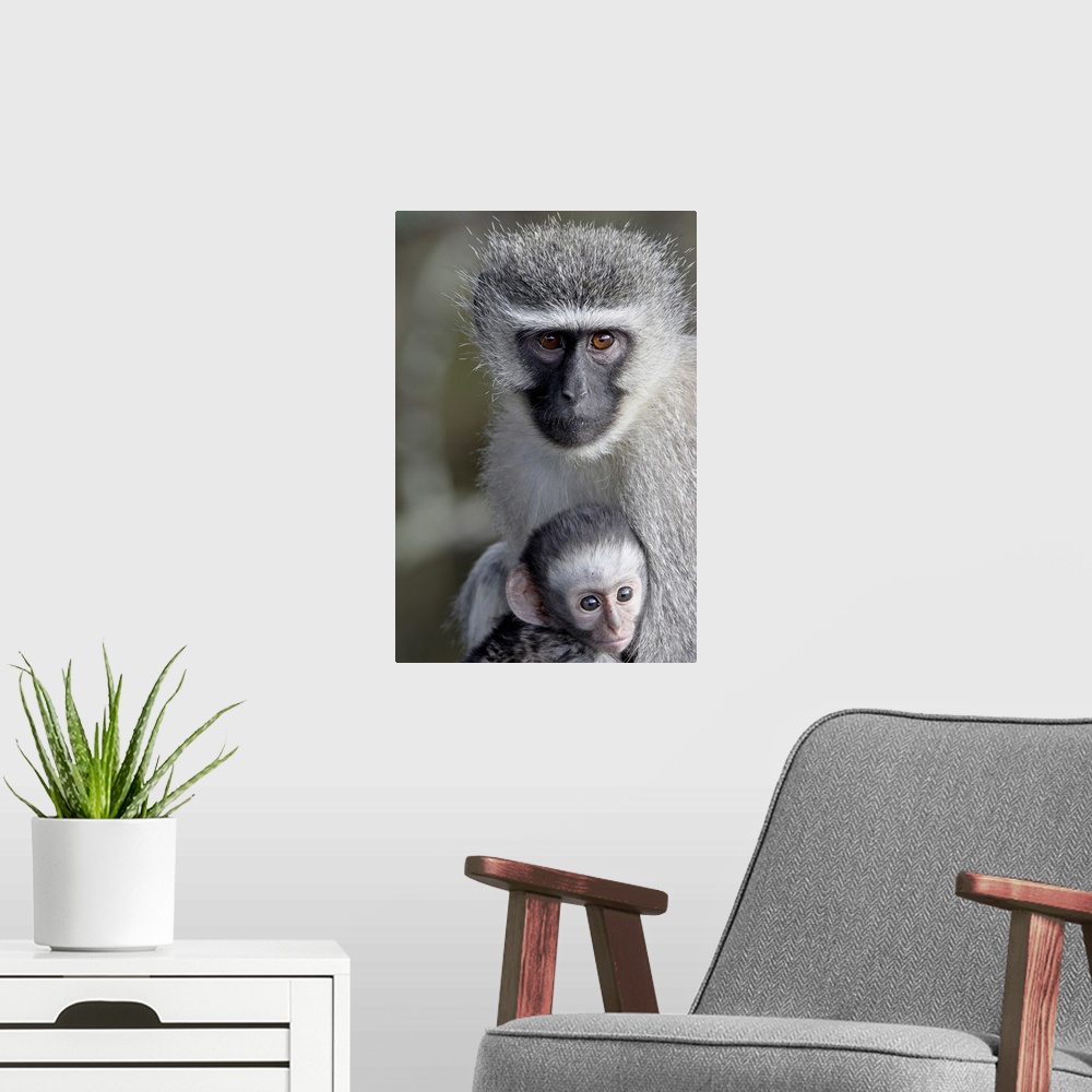 A modern room featuring Vervet monkey mother and infant, Mountain Zebra National Park, South Africa