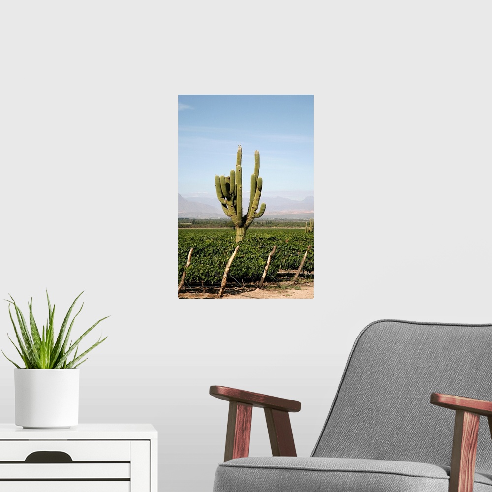 A modern room featuring Vineyards in Cafayate, Valles Calchaquies, Salta Province, Argentina