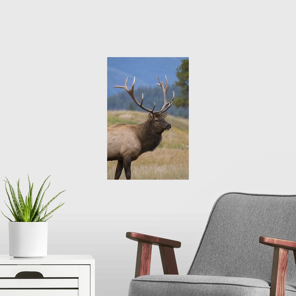 A modern room featuring Wild Elk (Wapiti) (Cervus canadensis) during the Autumn rut, Jasper National Park, UNESCO World H...
