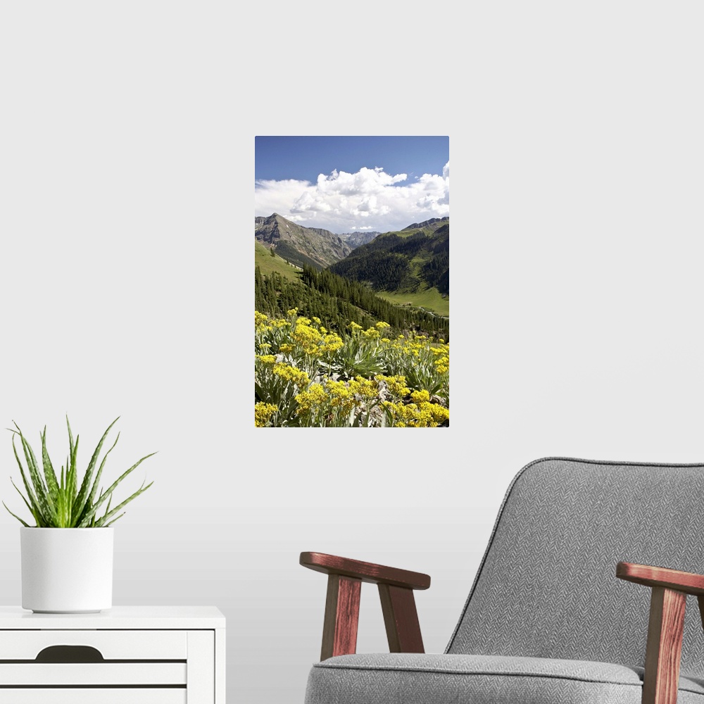 A modern room featuring Wildflowers and mountains near Cinnamon Pass, Uncompahgre National Forest, Colorado