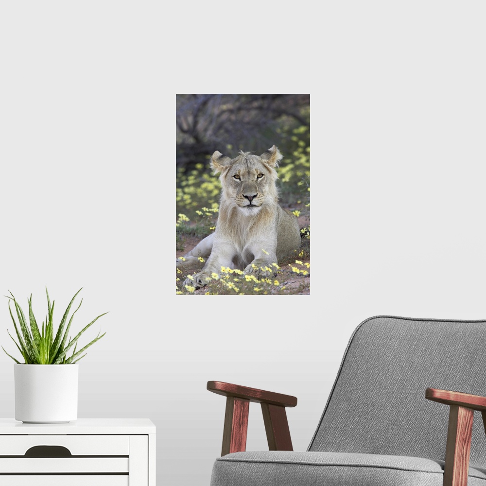 A modern room featuring Young male lion, Kgalagadi Transfrontier Park, South Africa