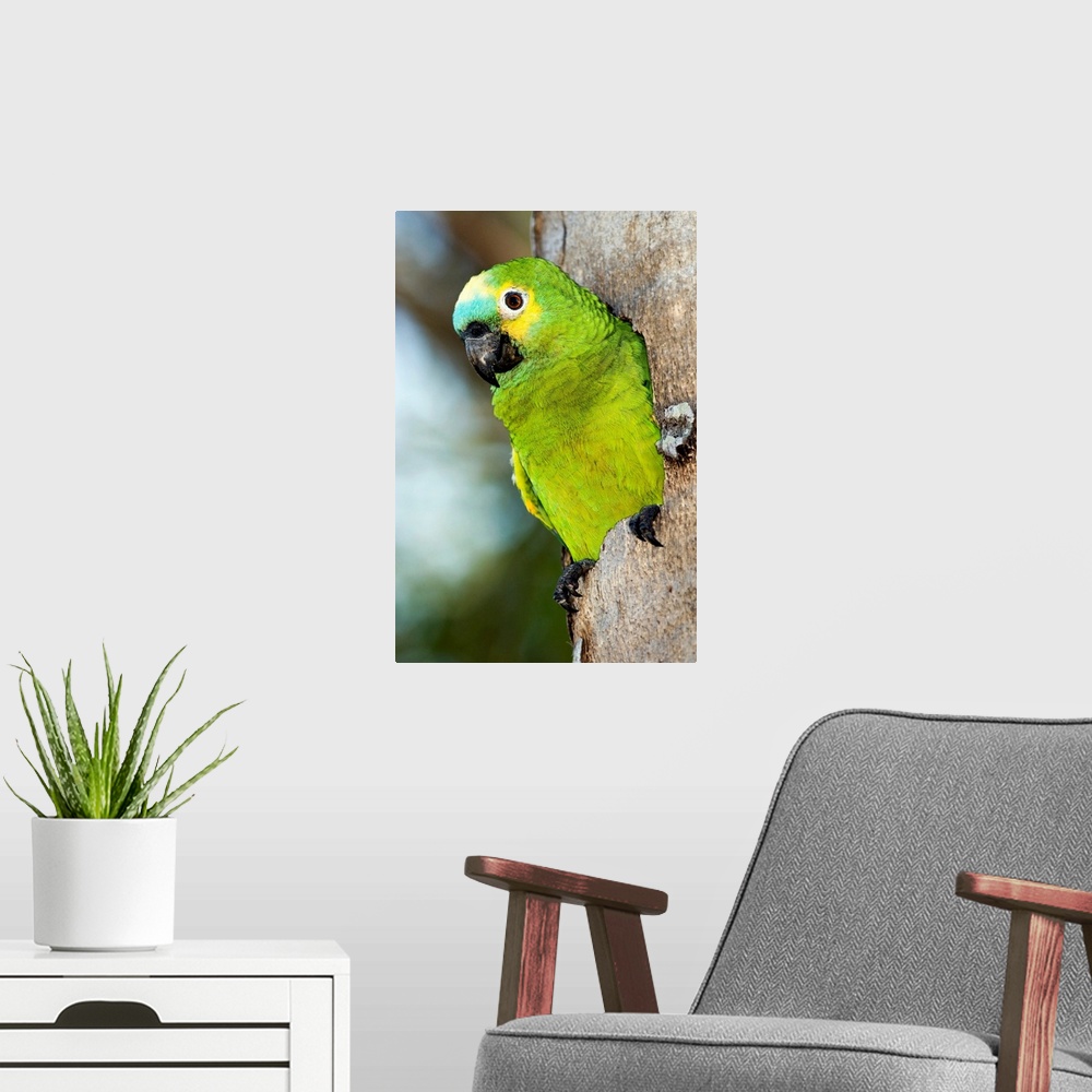 A modern room featuring Blue-fronted parrot (Amazona aestiva), emerging from a tree hole. This parrot nests in tree cavit...