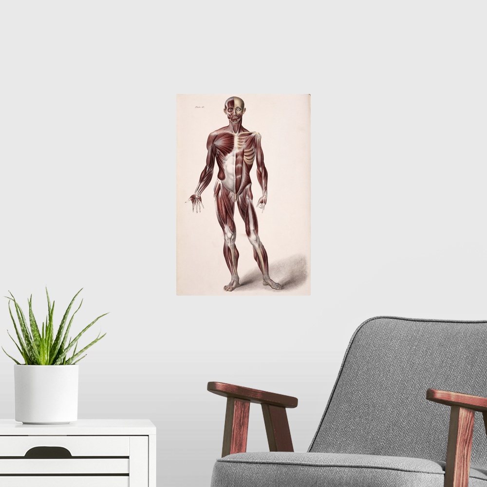 A modern room featuring Body musculature. Historical artwork of the superficial (left) and deeper (right) layers of muscl...