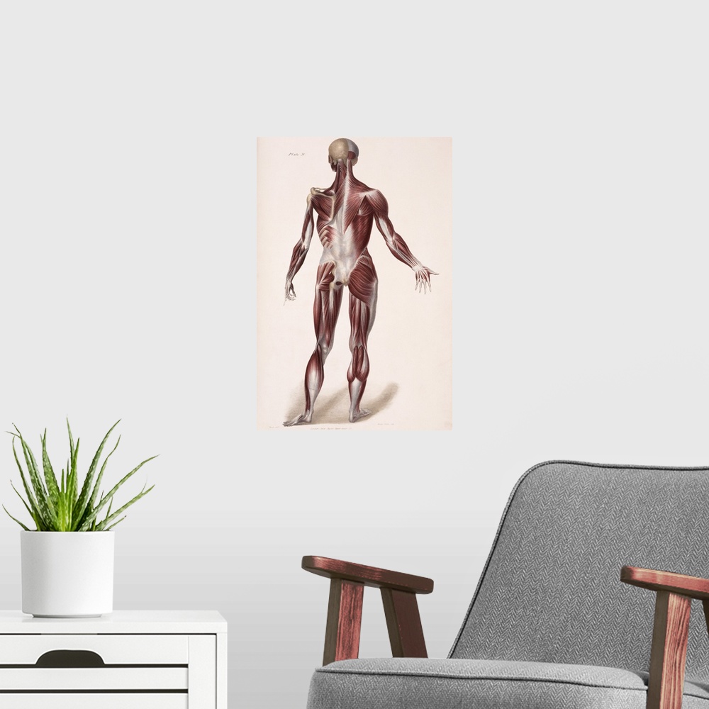 A modern room featuring Body musculature. Historical artwork of the superficial (right) and deeper (left) layers of muscl...