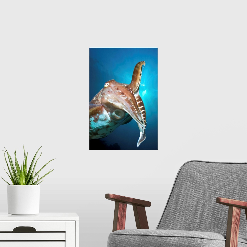 A modern room featuring Broadclub cuttlefish (Sepia latimanus). This cuttlefish feeds on crustaceans. It changes its colo...