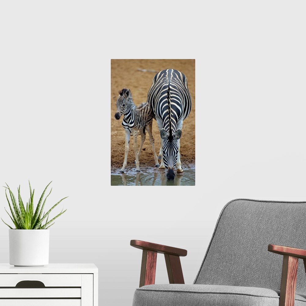 A modern room featuring Burchell's zebra (Equus burchelli) mother and foal at a watering hole. Zebra are wild horses that...