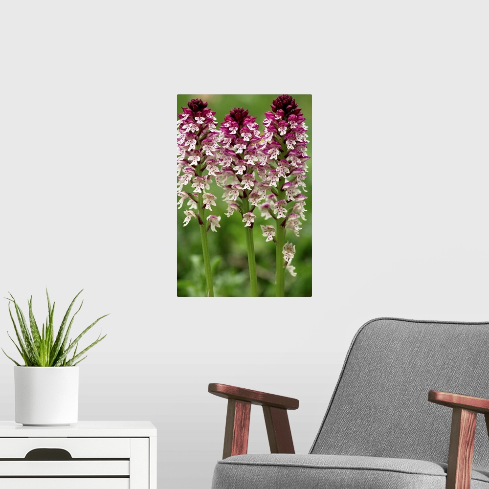 A modern room featuring Burnt orchid (Orchis ustulata) flowers.