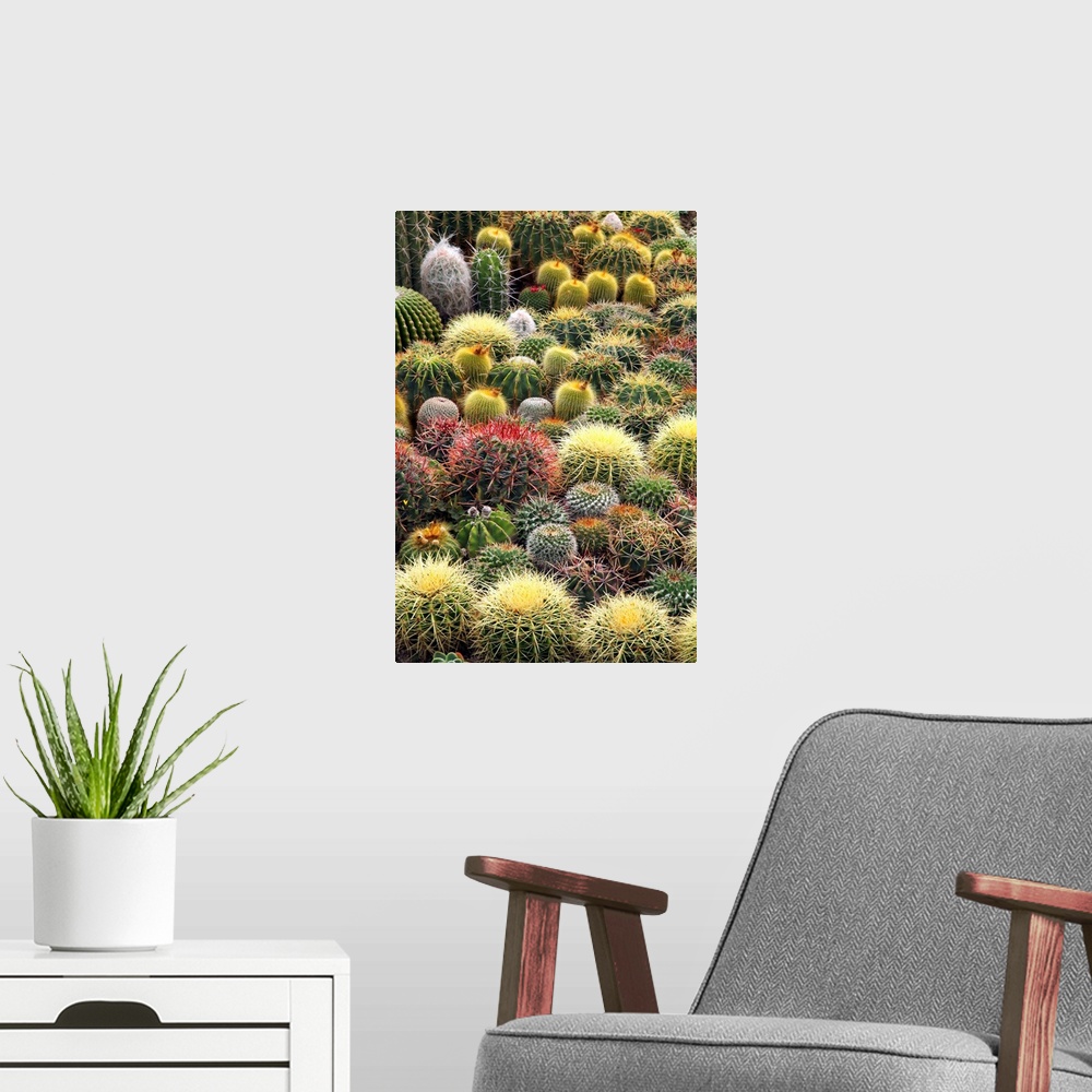 A modern room featuring Cacti and succulent plants in a public garden. Photographed in the Cactus Garden, Karl Johan Park...