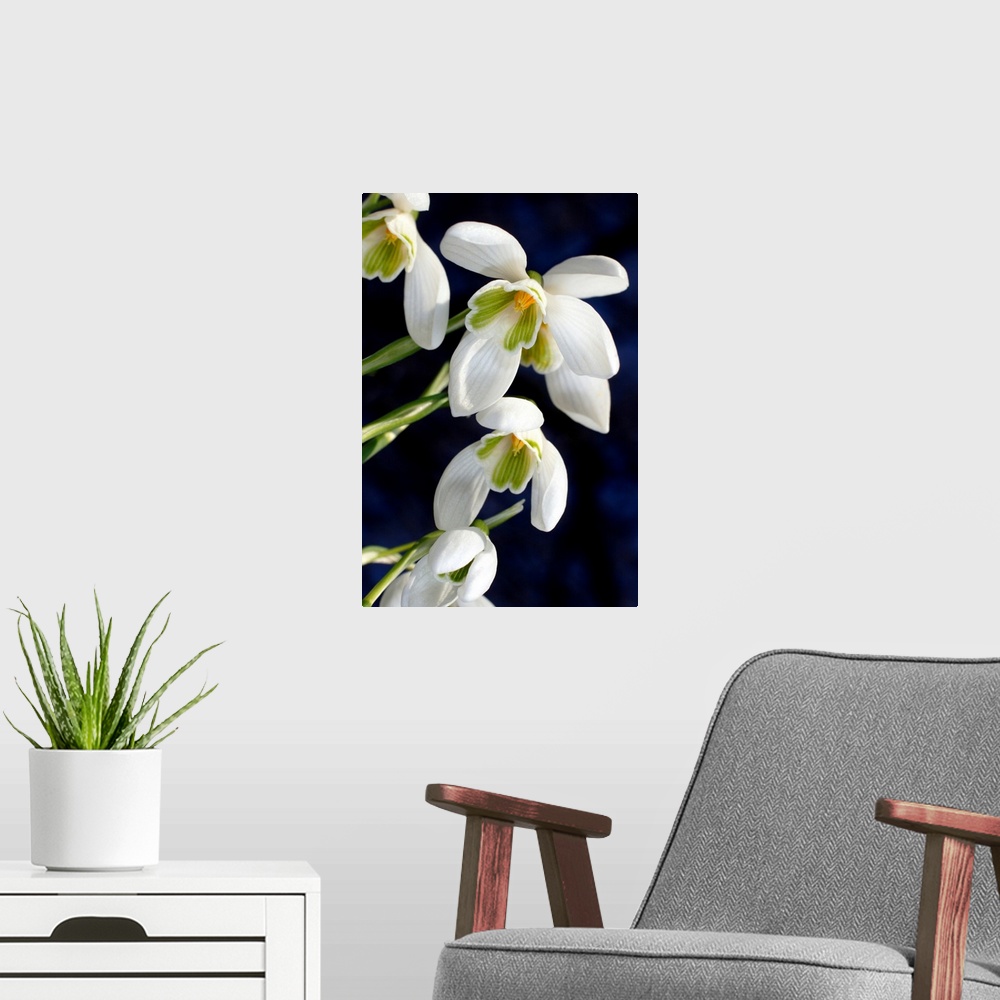 A modern room featuring Common snowdrops (Galanthus nivalis). Close-up of snowdrops flowering in spring. Photographed in ...