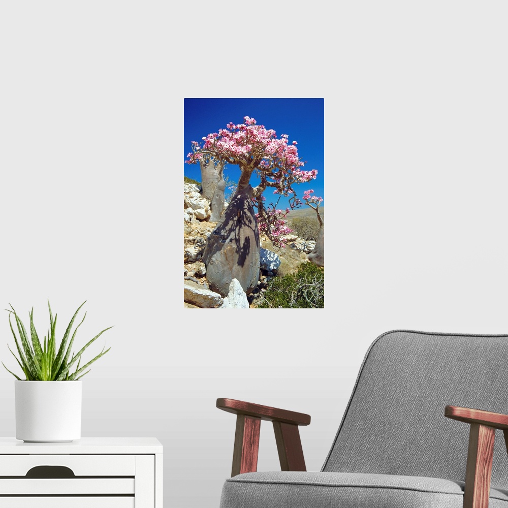 A modern room featuring Desert rose tree (Adenium obesum sokotranum) in a rocky landscape. This subspecies of the desert ...