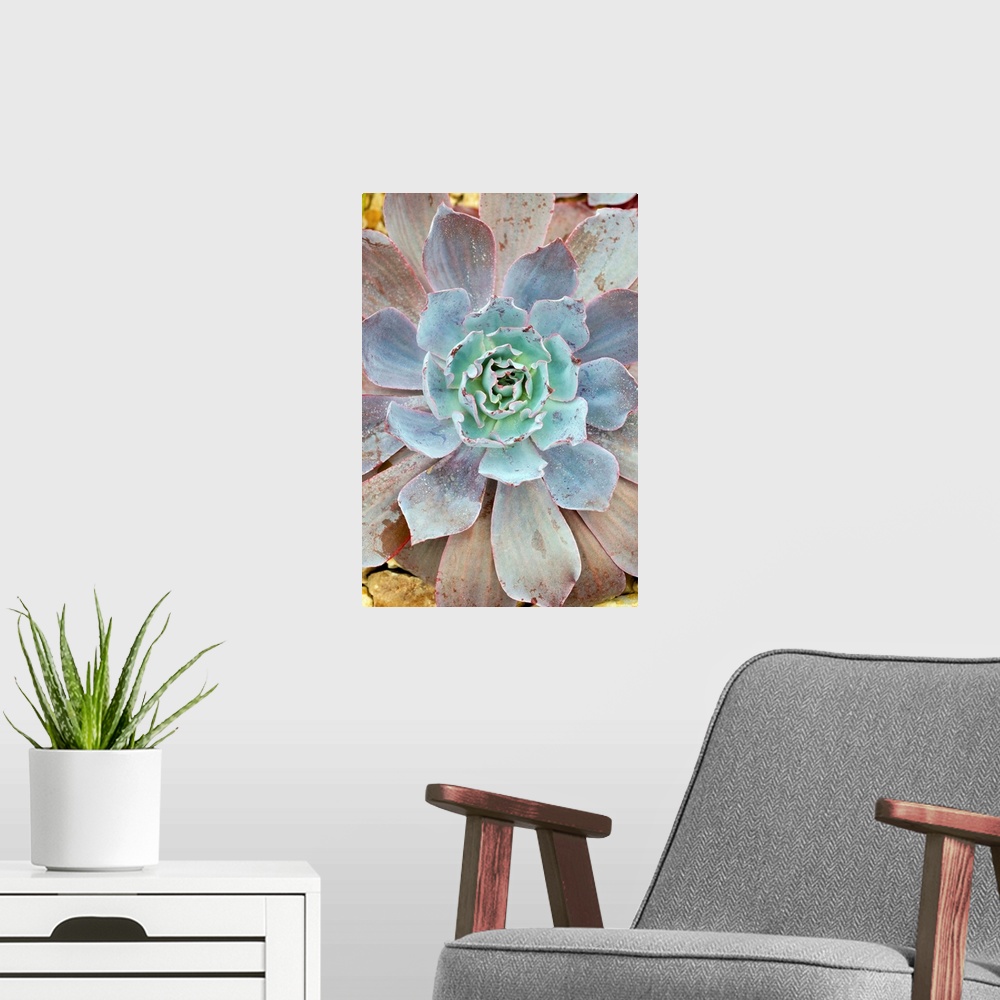 A modern room featuring Echeveria 'Afterglow' plant. This plant is a succulent, adapted for arid environments.