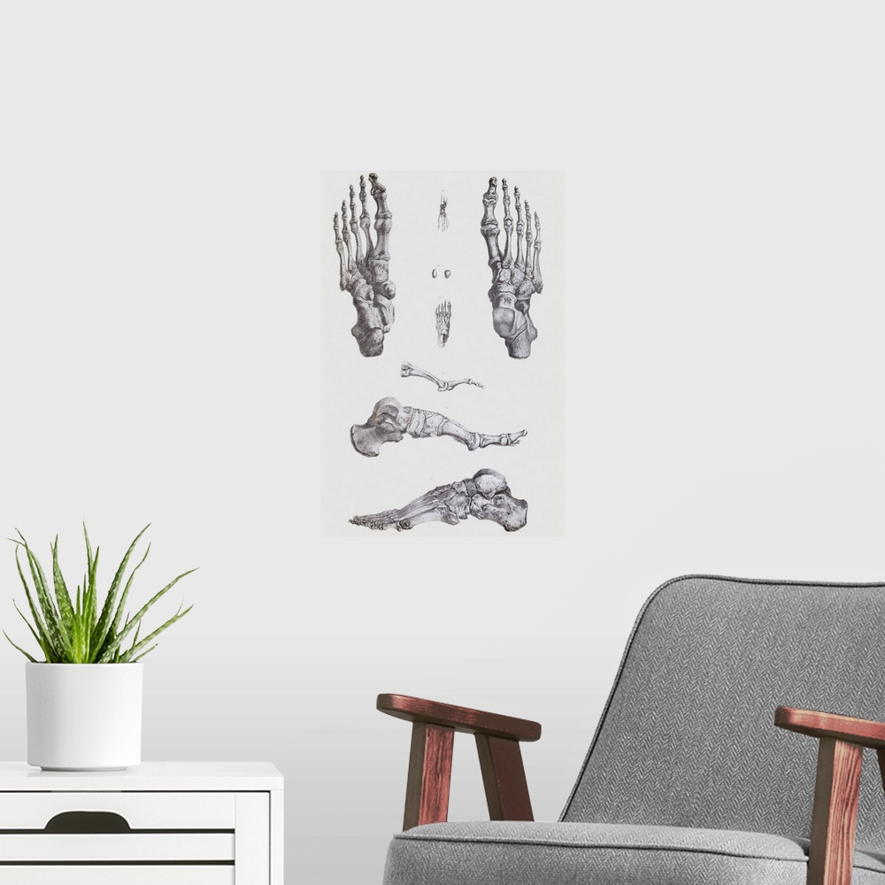 A modern room featuring Foot bones. Historical anatomical artwork of the bones of the human foot. At upper right is the u...